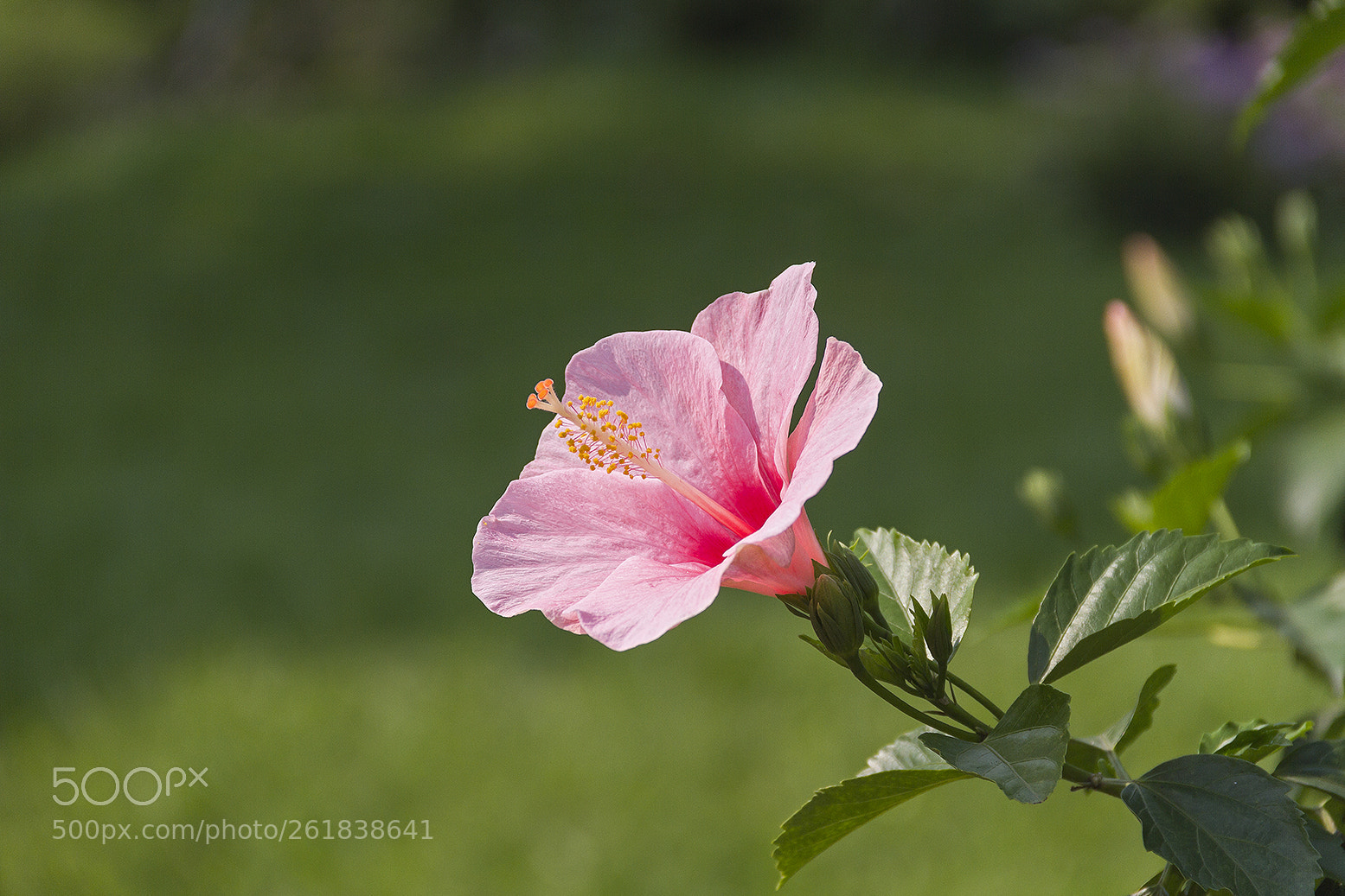 Canon EOS 7D sample photo. Flower photography
