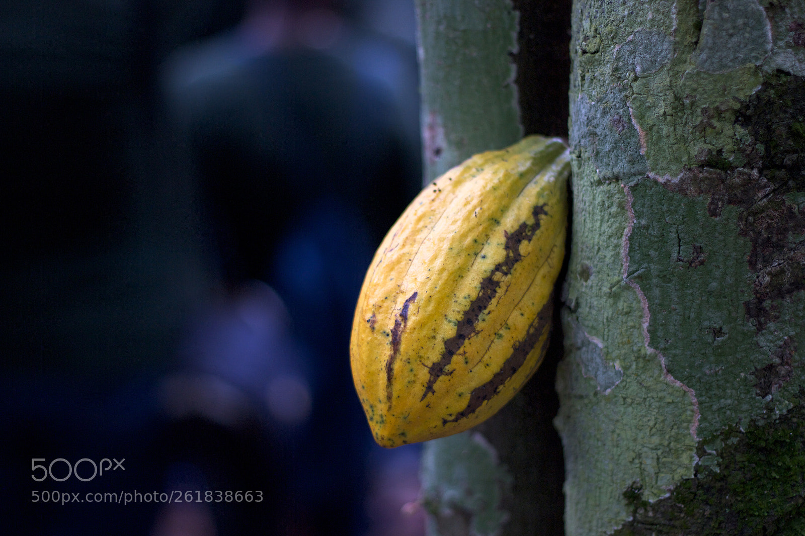 Canon EOS 600D (Rebel EOS T3i / EOS Kiss X5) sample photo. Single cocoa pod photography