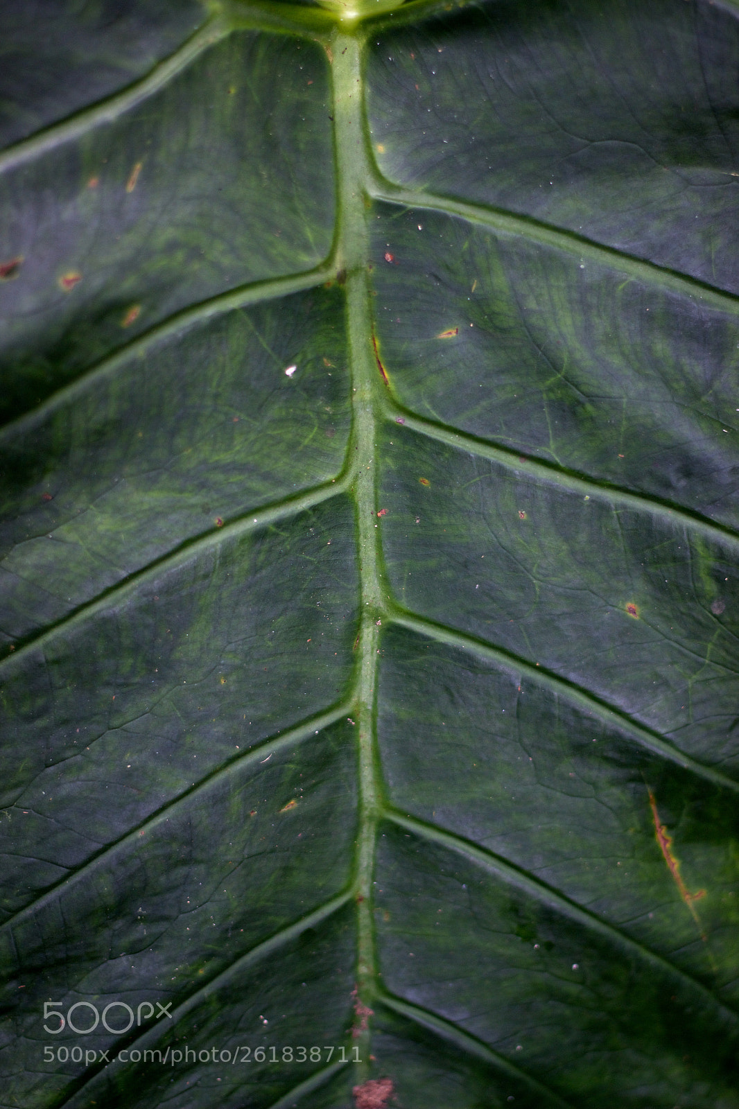 Canon EOS 600D (Rebel EOS T3i / EOS Kiss X5) sample photo. Large green leaf photography