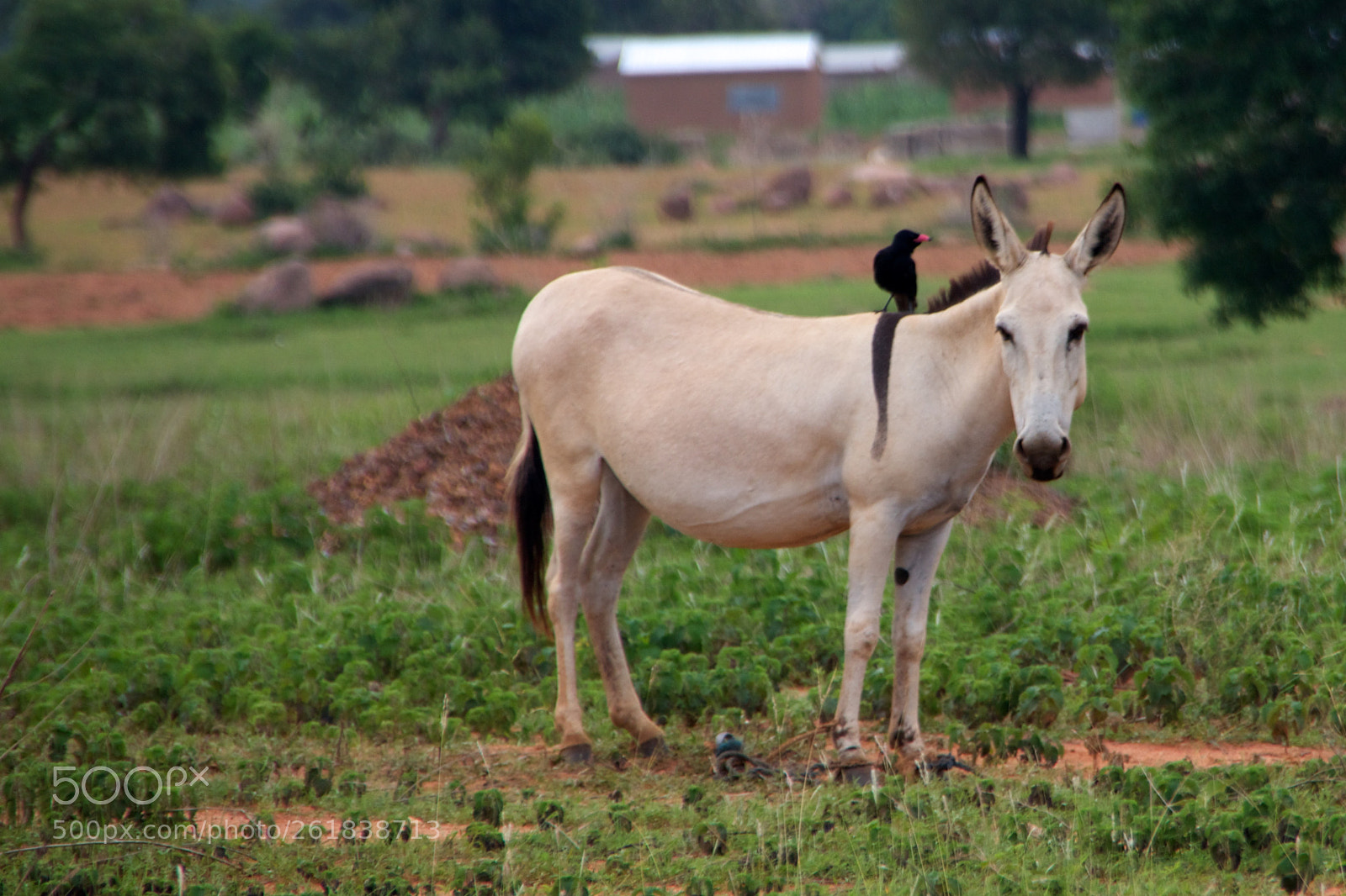 Canon EOS 600D (Rebel EOS T3i / EOS Kiss X5) sample photo. Light donkey with bird photography