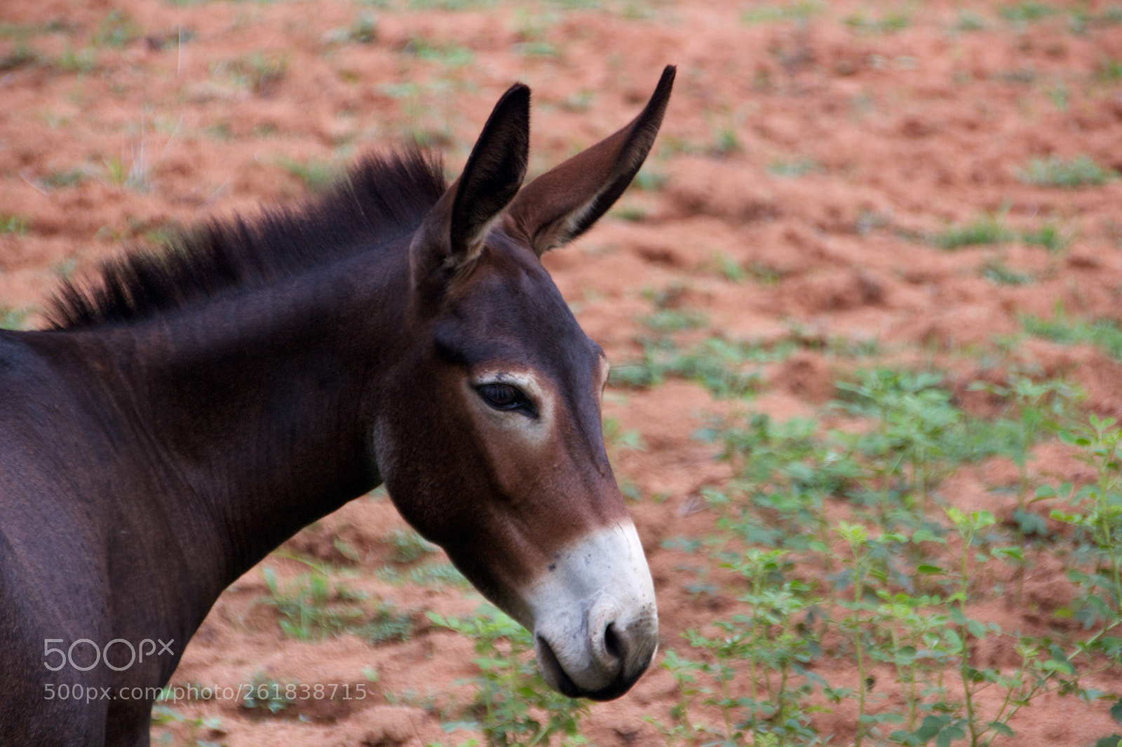 Canon EOS 600D (Rebel EOS T3i / EOS Kiss X5) sample photo. Donkey head shot photography