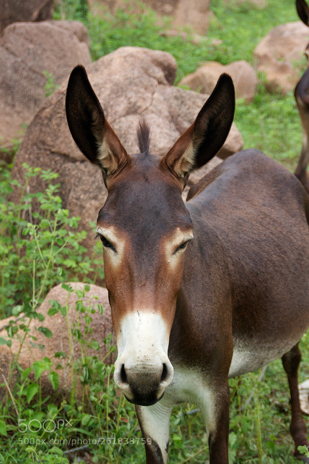 Canon EOS 600D (Rebel EOS T3i / EOS Kiss X5) sample photo. Donkey portrait photography