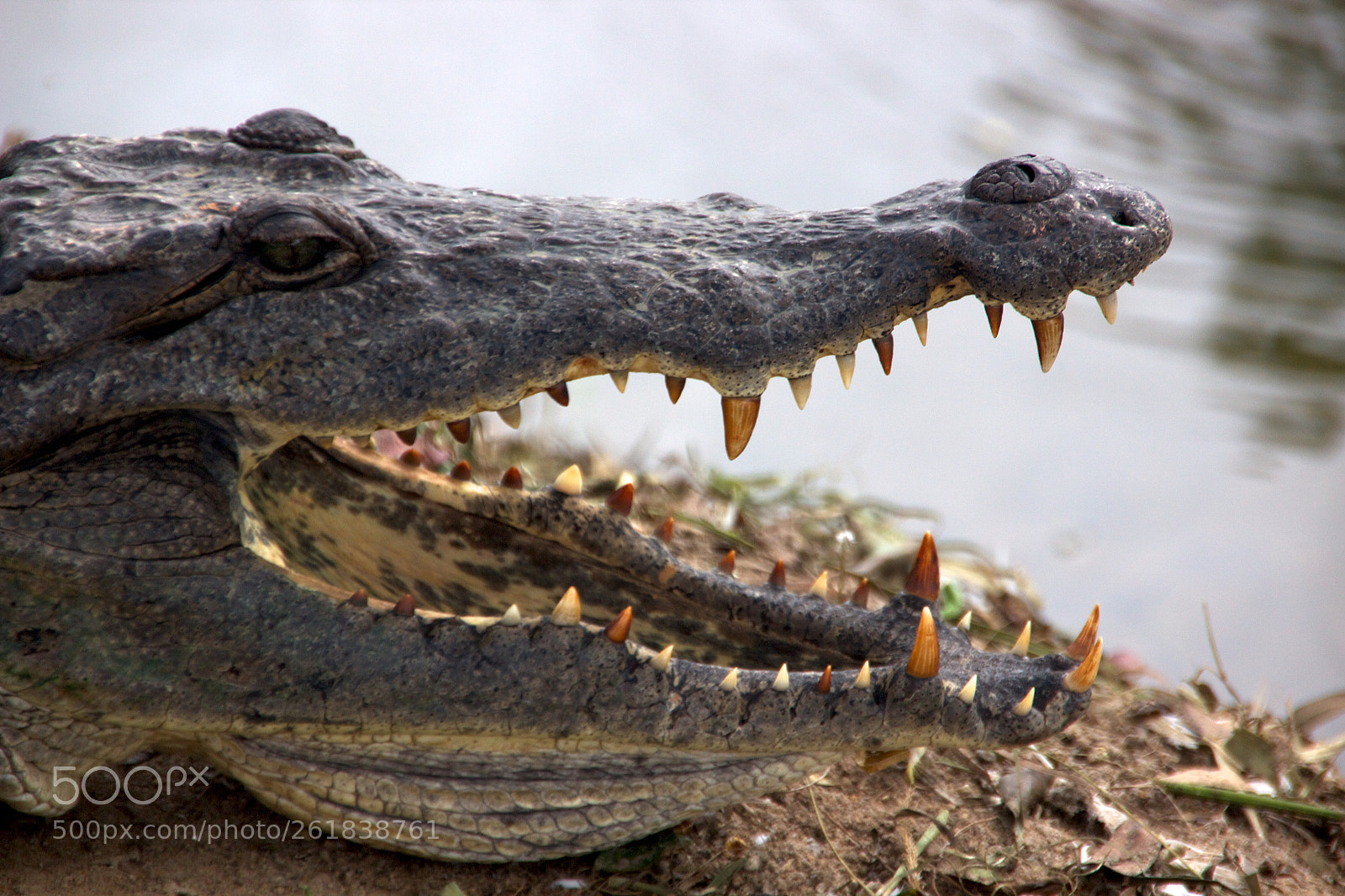 Canon EOS 600D (Rebel EOS T3i / EOS Kiss X5) sample photo. Ghana crocodile photography