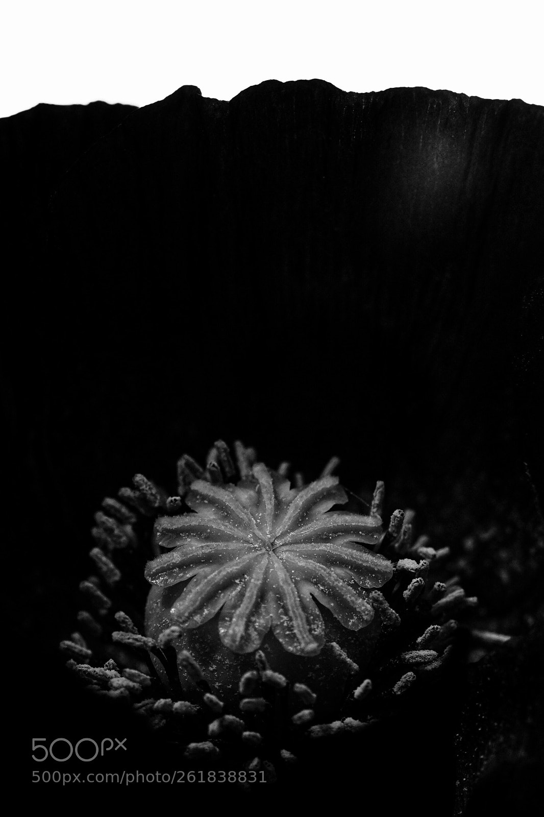 Sony a7 sample photo. Without photography