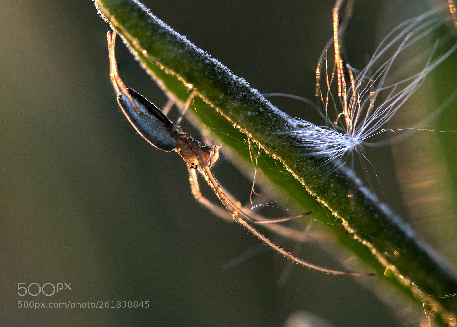 Nikon D810 sample photo. Golden hour spider photography