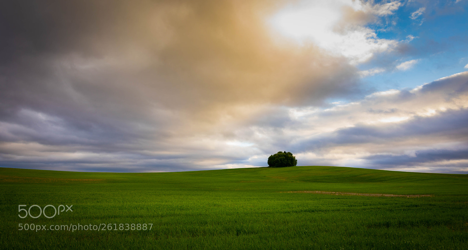 Canon EOS 5D Mark IV sample photo. Lonely tree sunset photography