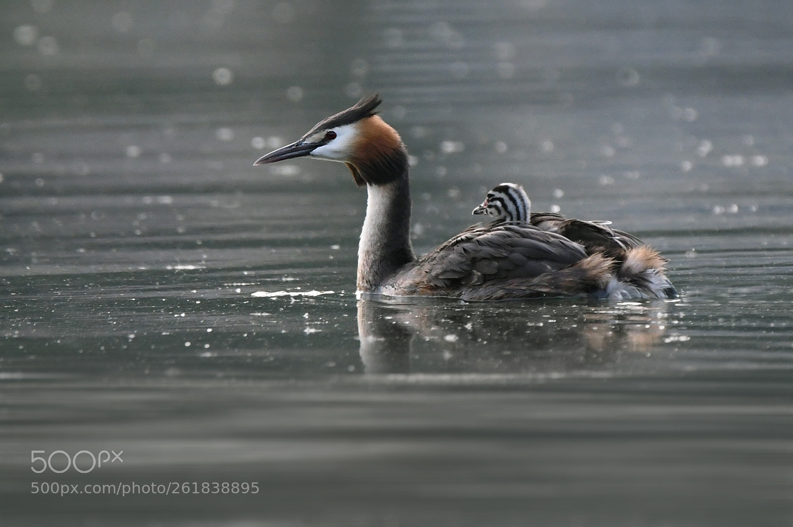 Nikon D500 sample photo. A spasso con mamma photography