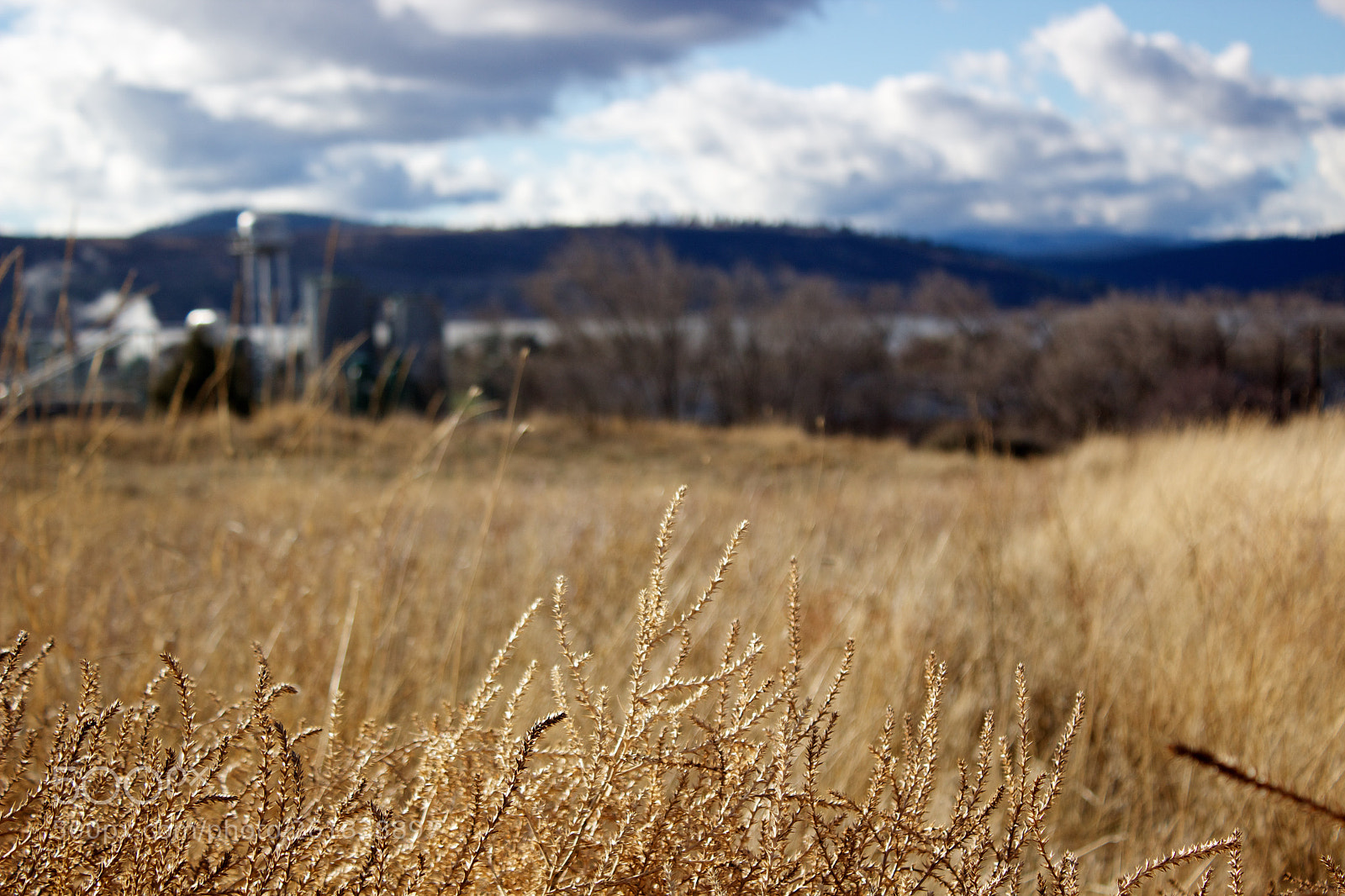 Canon EOS 600D (Rebel EOS T3i / EOS Kiss X5) sample photo. Brown grass industrial photography