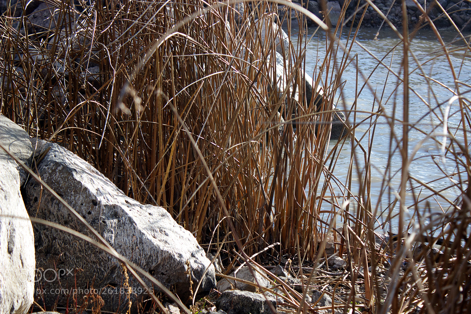 Canon EOS 600D (Rebel EOS T3i / EOS Kiss X5) sample photo. Klamath river growth photography