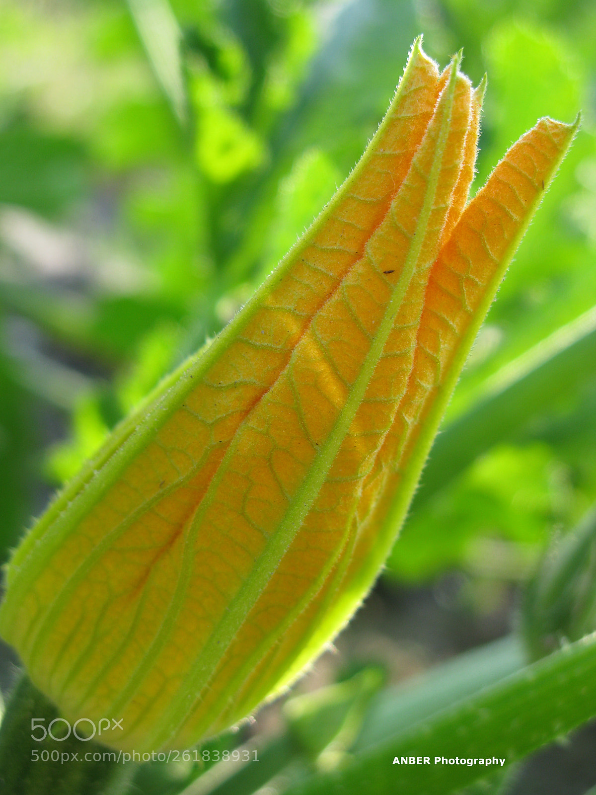 Canon POWERSHOT G9 sample photo. Zucchini flower photography