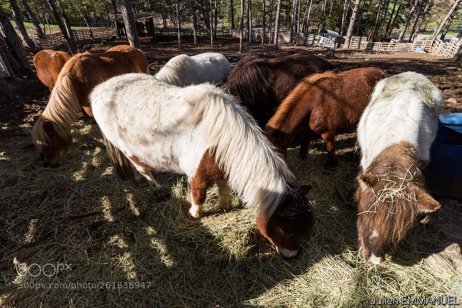Canon EOS 700D (EOS Rebel T5i / EOS Kiss X7i) sample photo. Poneys in the hay photography