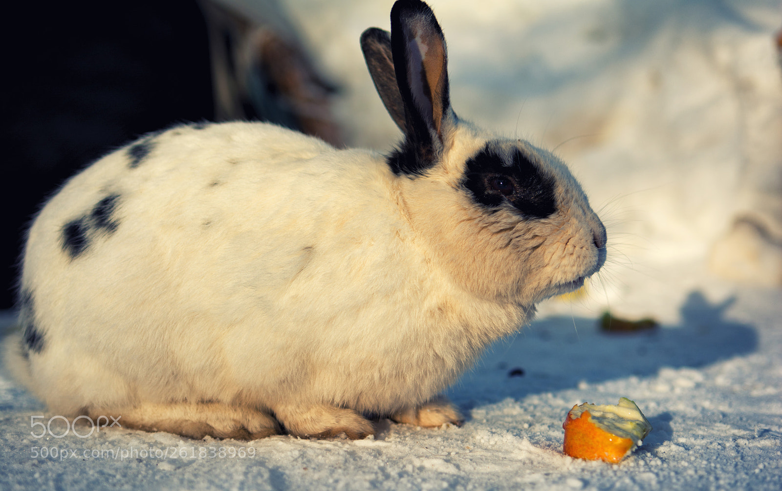 Nikon D7100 sample photo. Polar rabbit photography