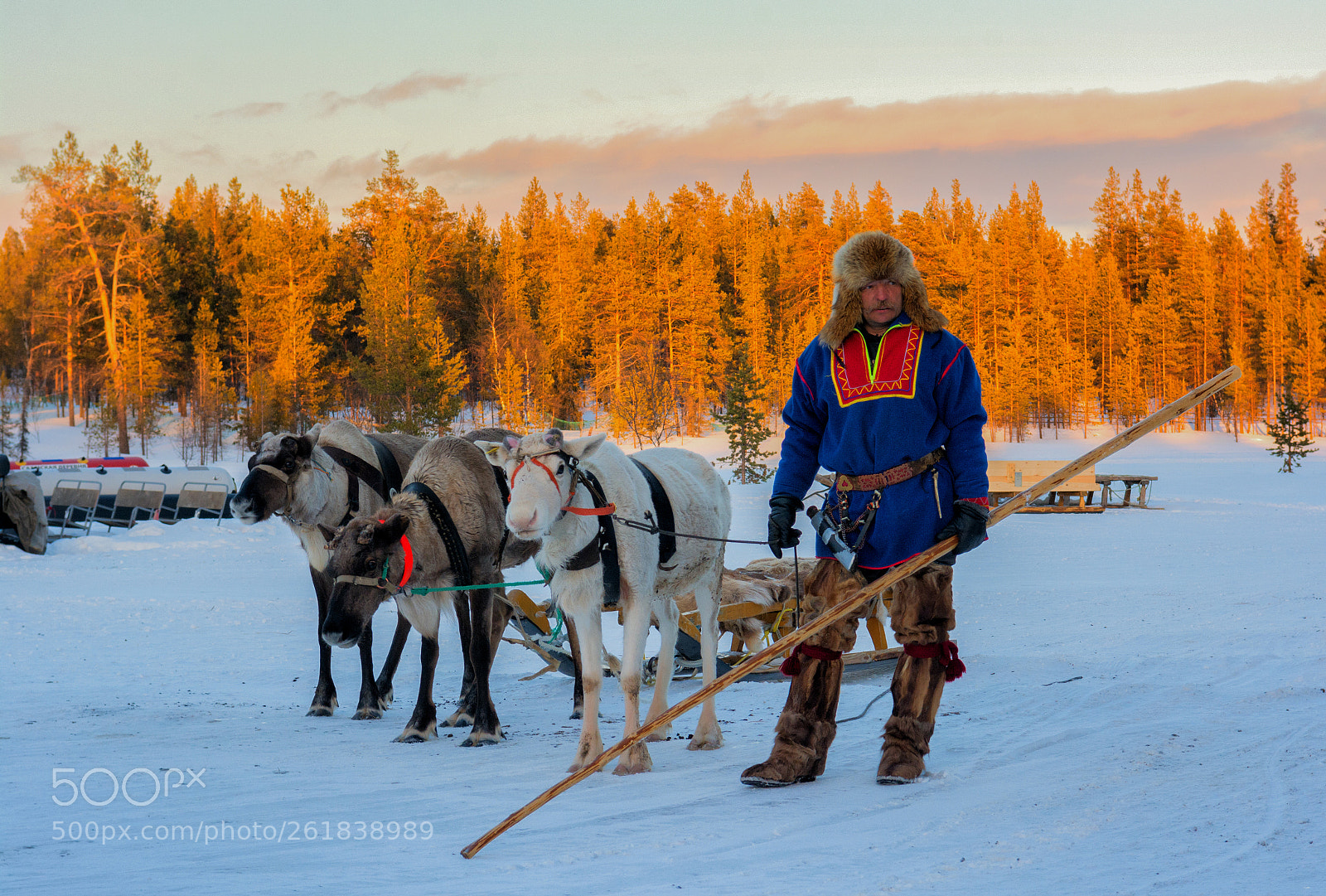 Nikon D7100 sample photo. Sami village deers photography