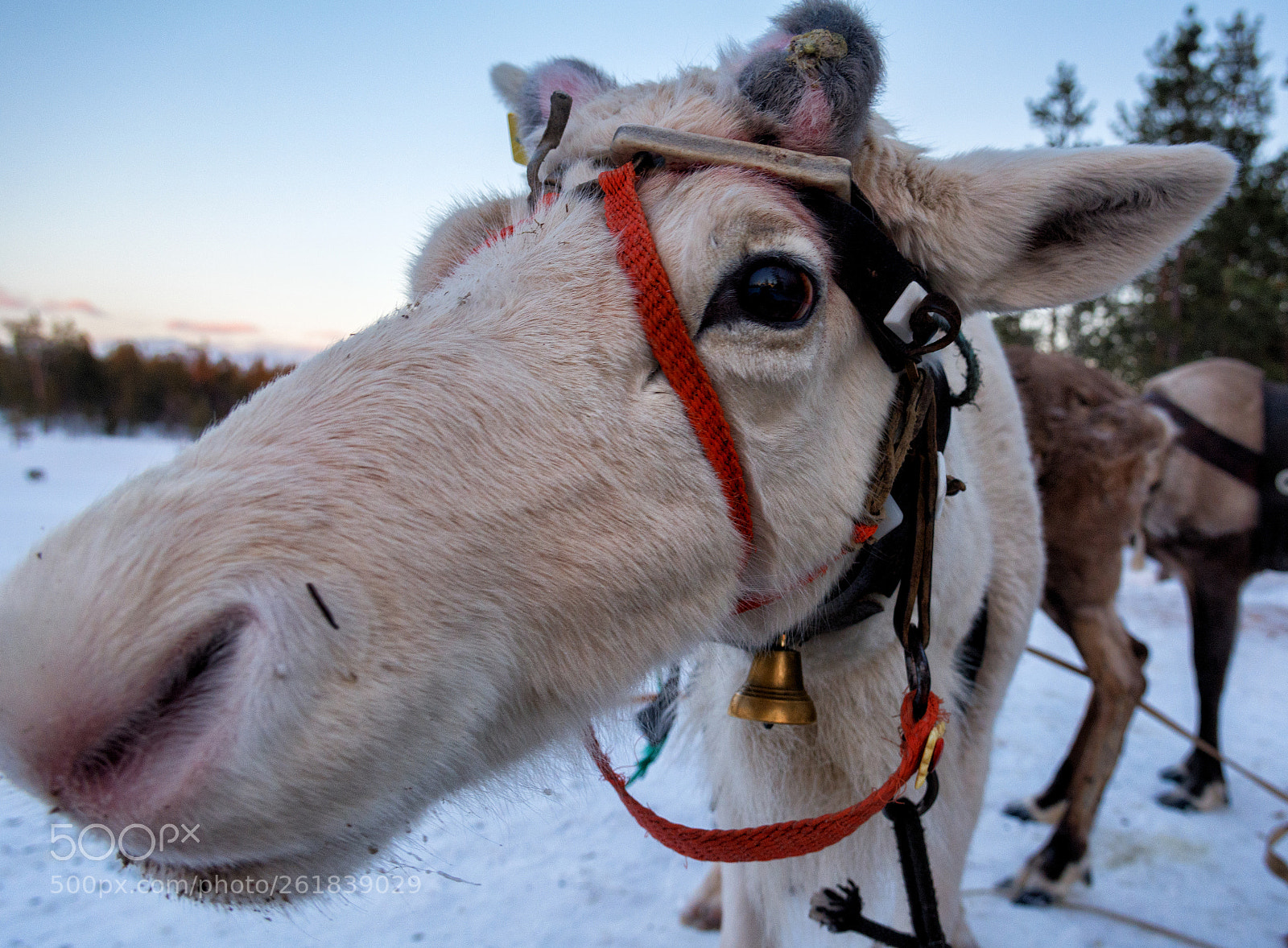 Nikon D7100 sample photo. Deer photography