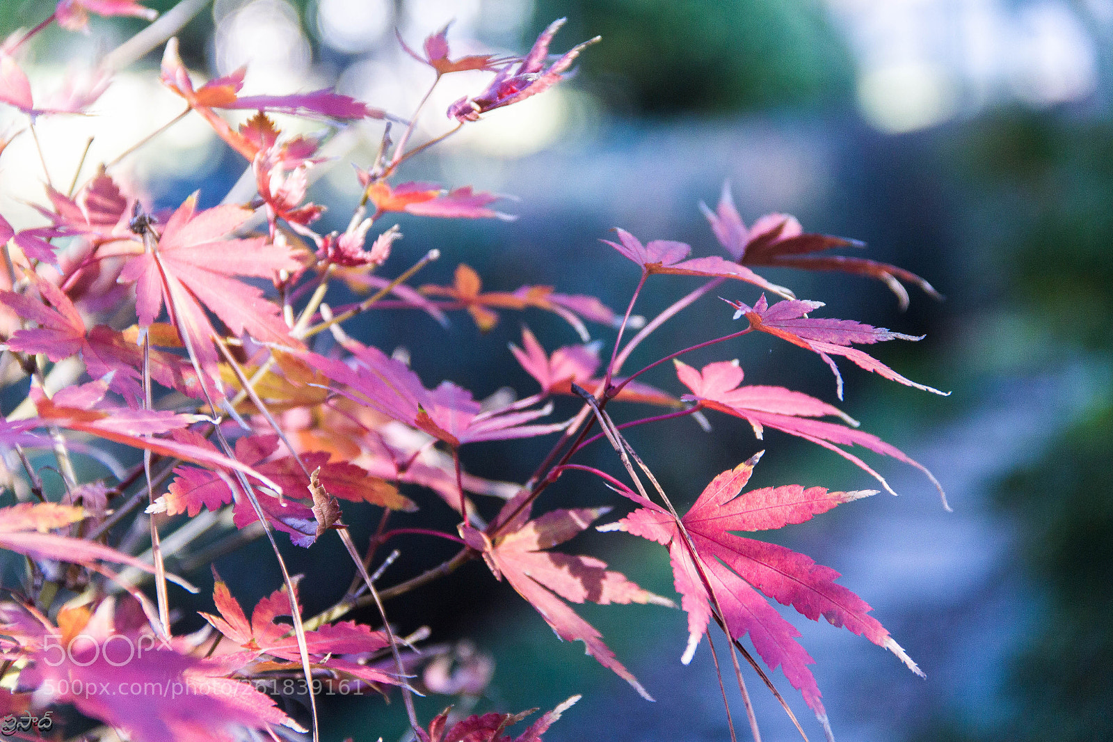 Canon EOS 60D sample photo. Spring photography