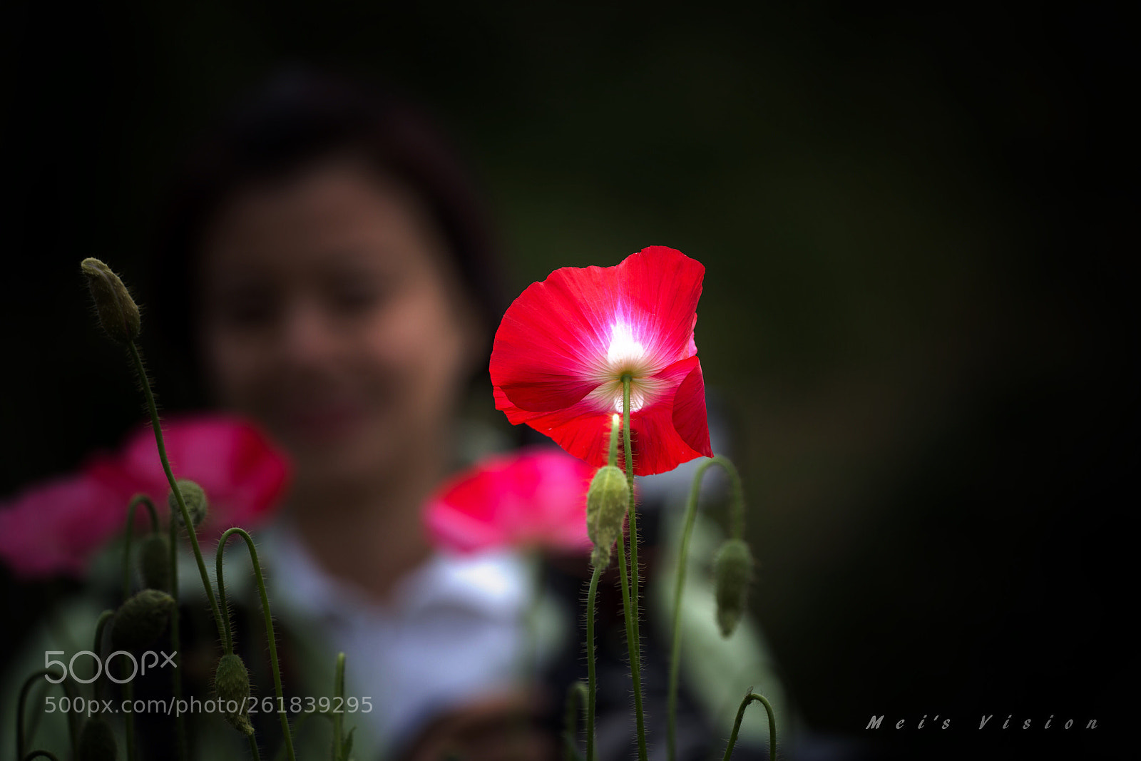 Canon EOS 6D sample photo. Poppy beauty  photography
