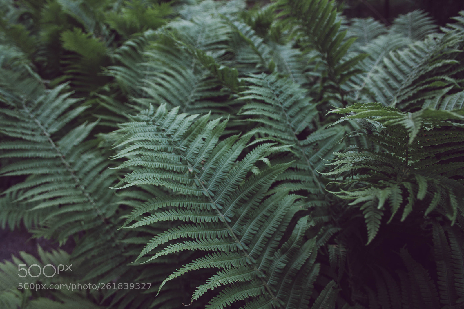 Canon EOS 1000D (EOS Digital Rebel XS / EOS Kiss F) sample photo. Fern photography