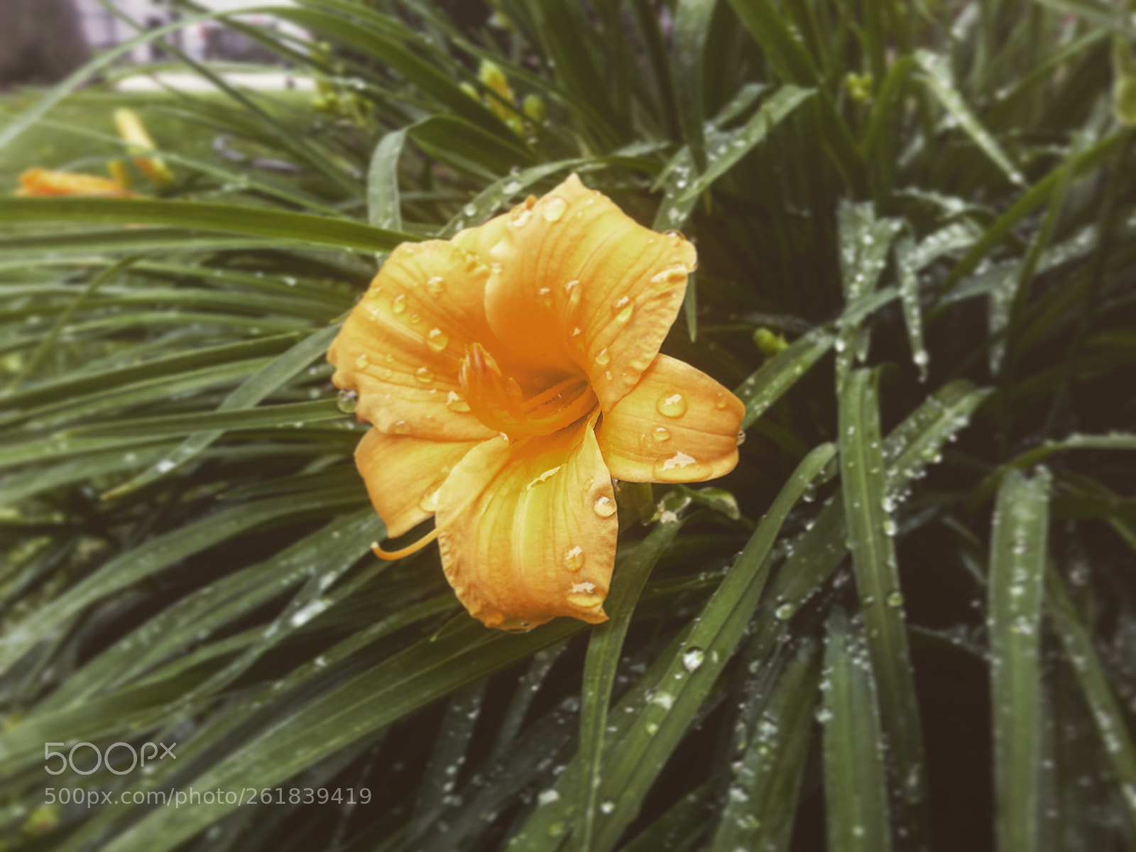 Apple iPhone 5s sample photo. Morning dew photography