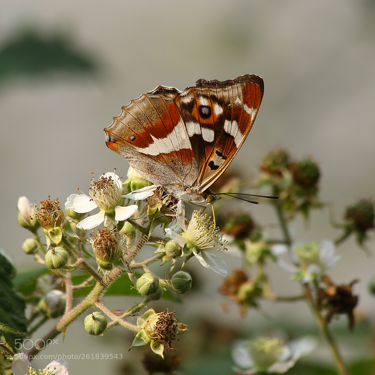 Canon EOS 6D sample photo. Grote weerschijnvlinder photography