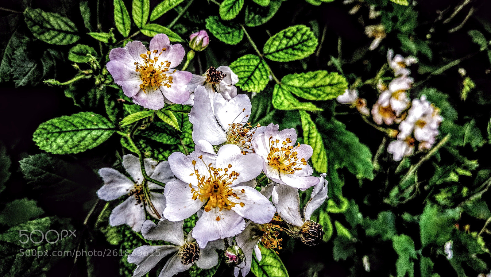 HUAWEI P9 sample photo. Garden photography