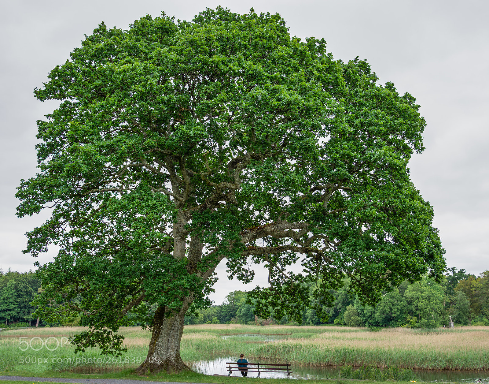 Nikon D7200 sample photo. Dwarfed by nature photography