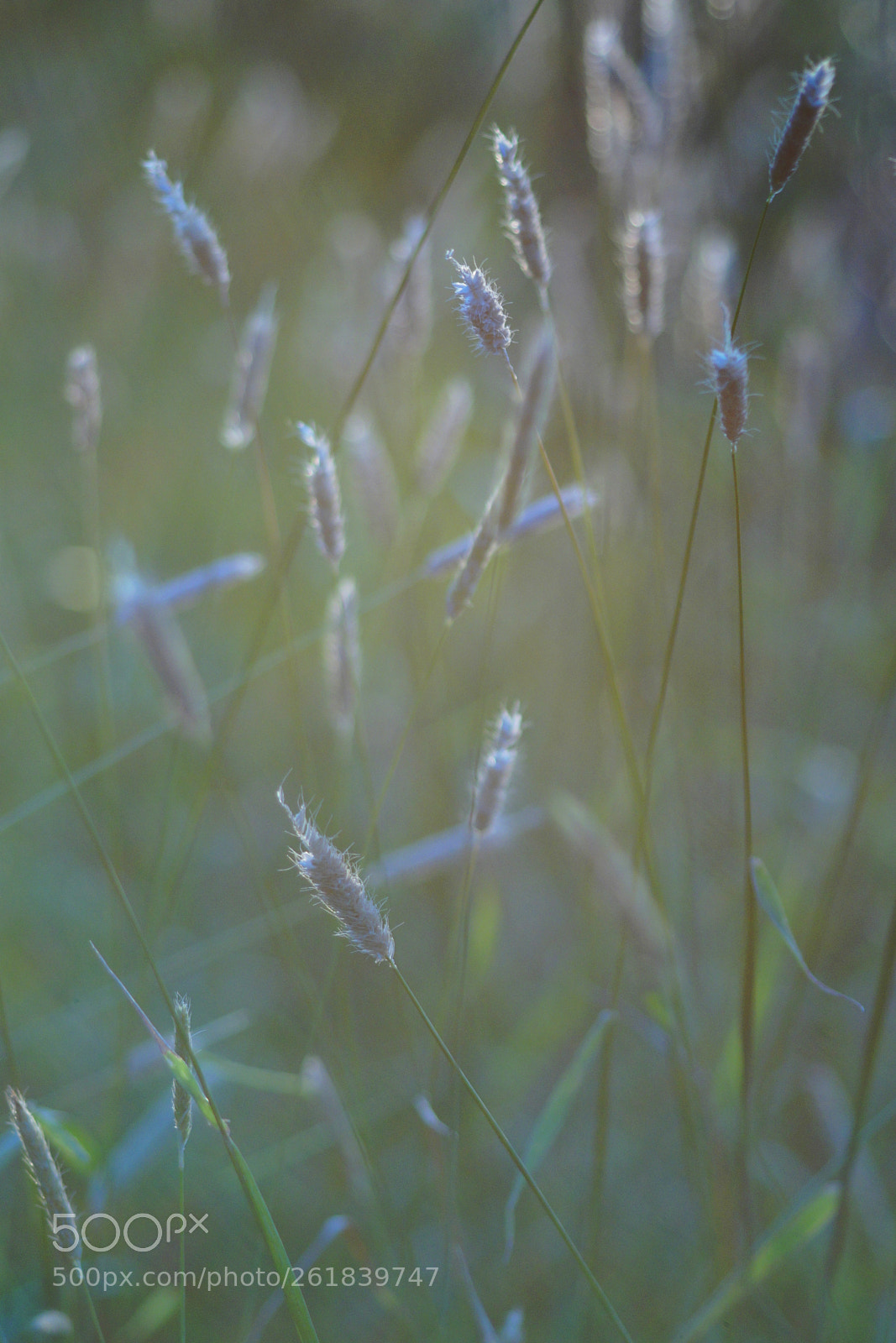 Sony SLT-A58 sample photo. Grashalme photography