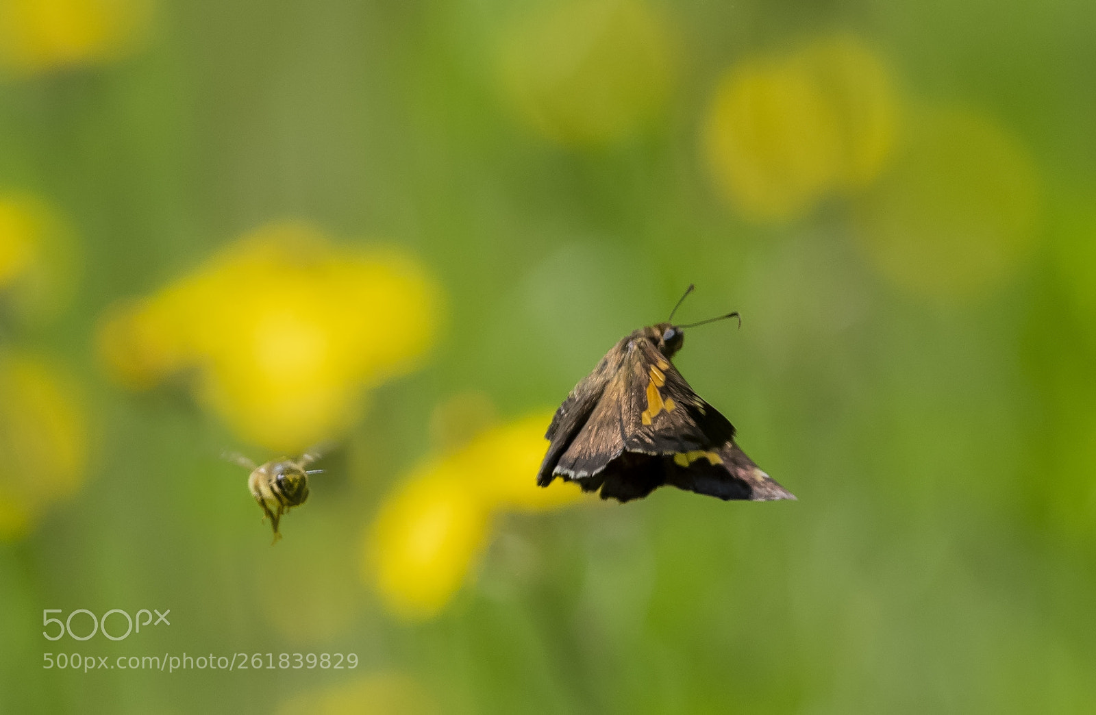 Nikon D850 sample photo. Bee and butterfly photography