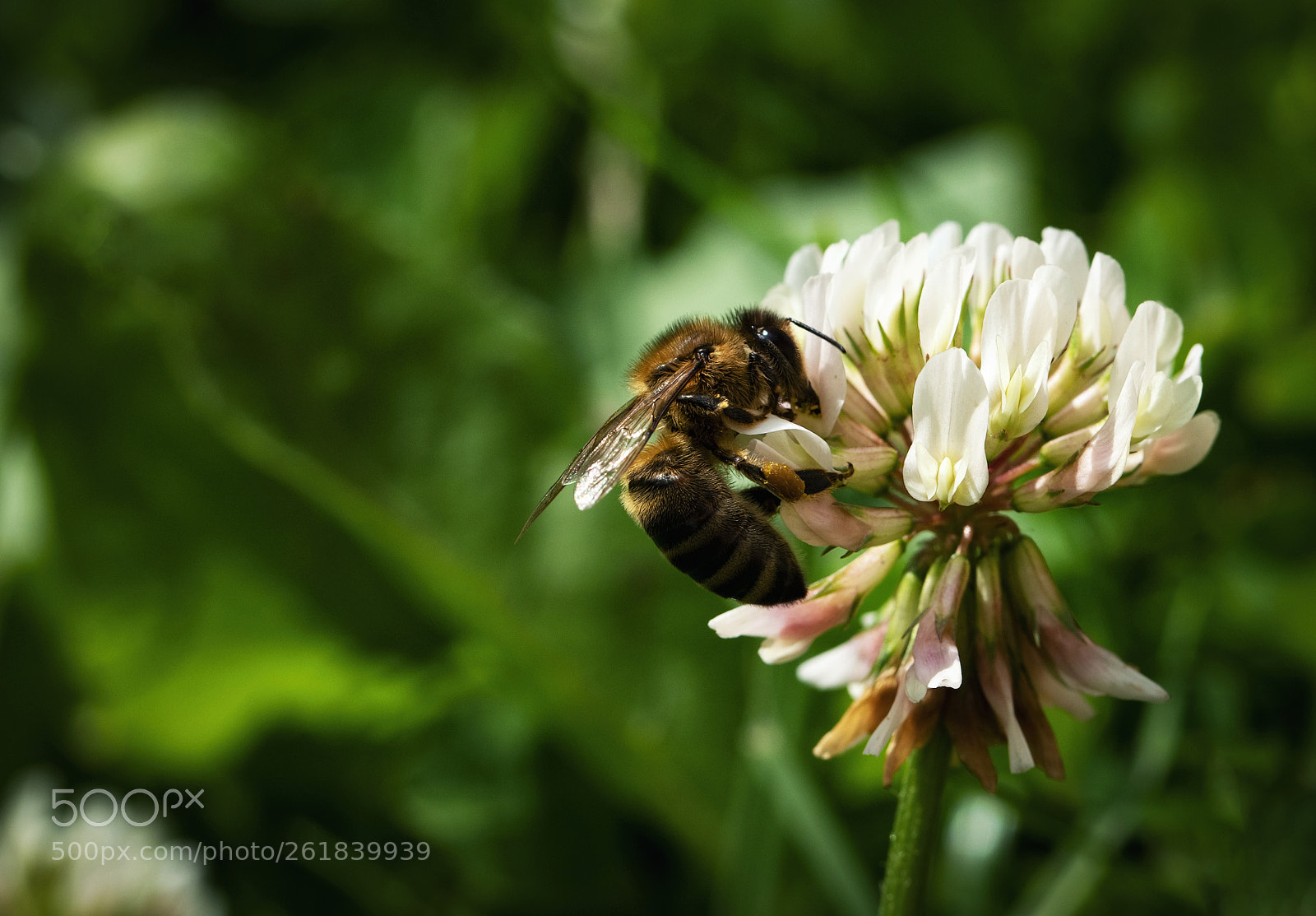 Nikon D5500 sample photo. Nature background bee on photography