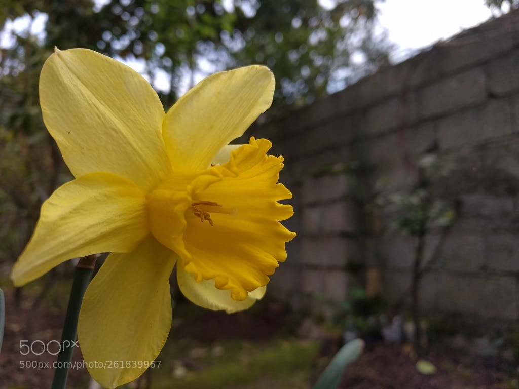 LG Nexus 5X sample photo. Amaryllis photography