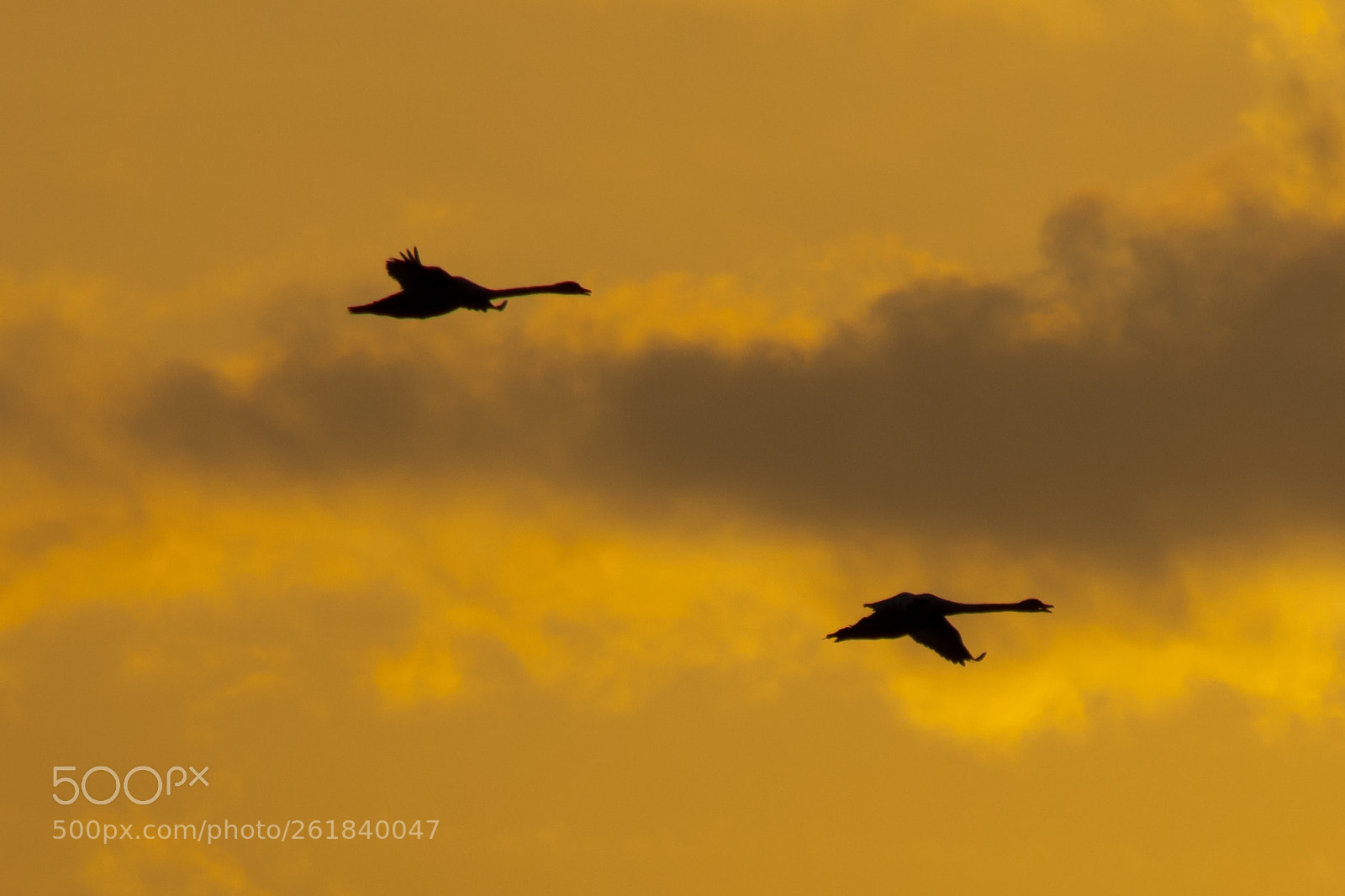 Nikon D5300 sample photo. Swans flying in the photography