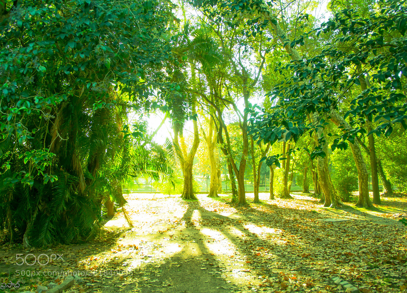 Canon EOS 60D sample photo. Lushing green photography