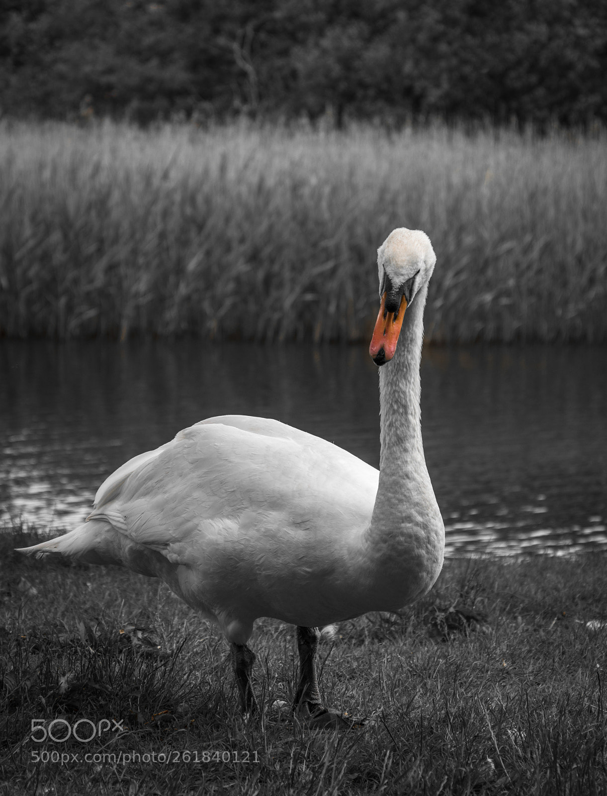 Nikon D7200 sample photo. Swan colour splash photography