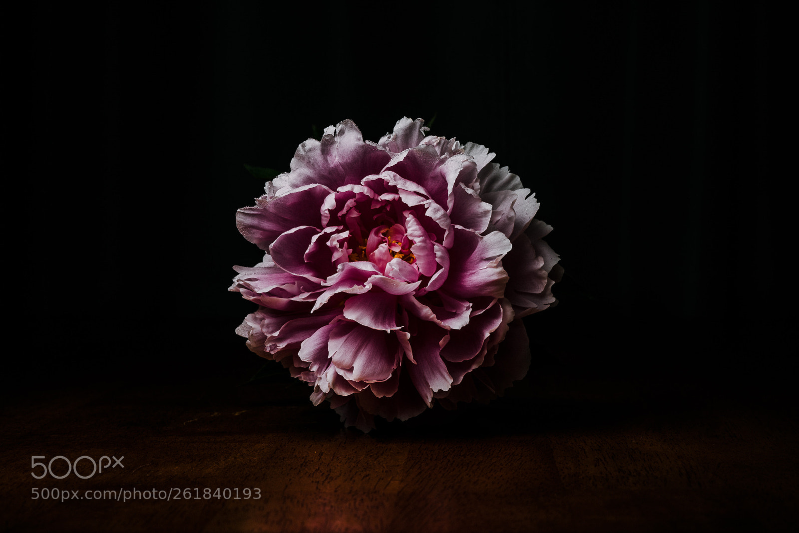 Nikon D750 sample photo. Peony photography