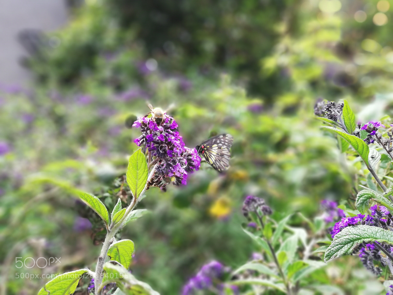 HUAWEI Mate 10 Lite sample photo. Untitled photography