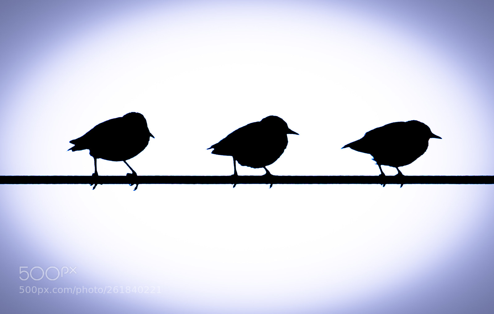 Sony Cyber-shot DSC-RX10 III sample photo. Three little birds photography