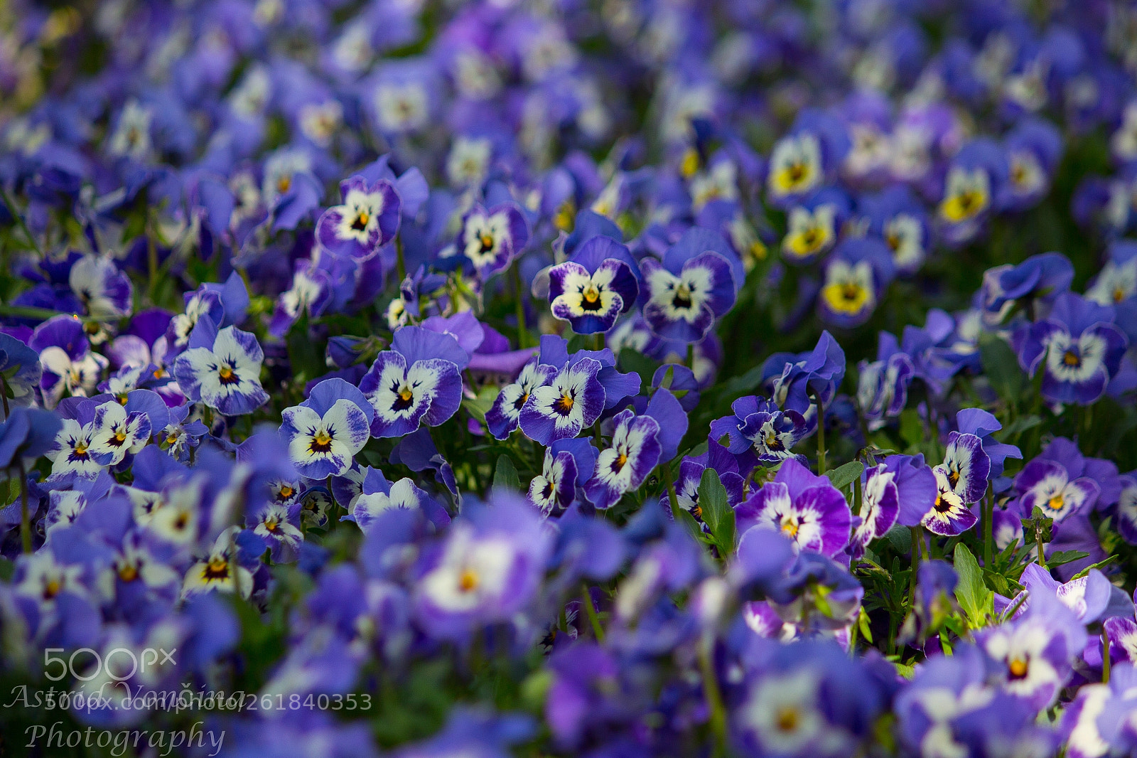 Canon EOS 650D (EOS Rebel T4i / EOS Kiss X6i) sample photo. Bloom photography