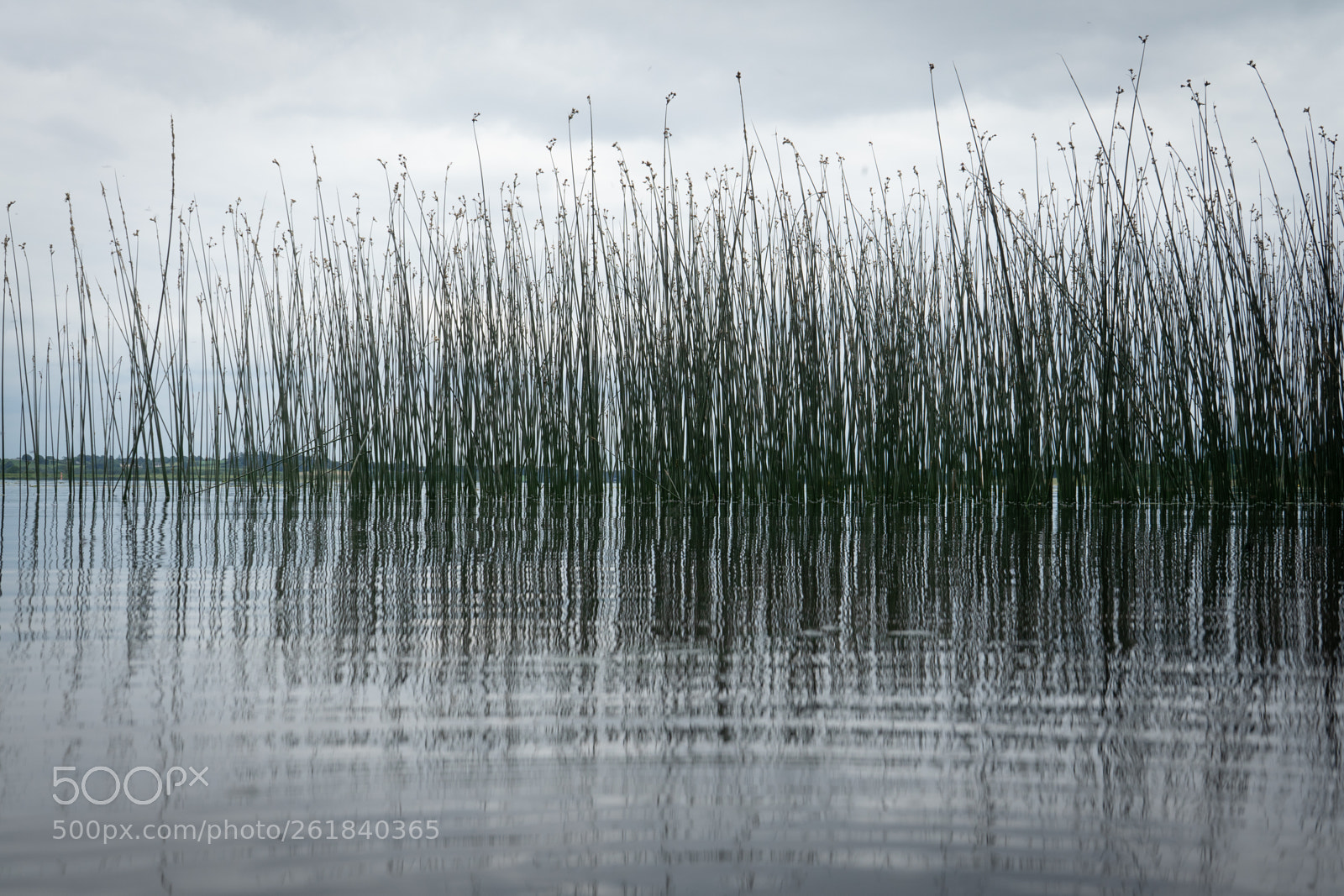 Sony a7 sample photo. Reeds on the shannon photography