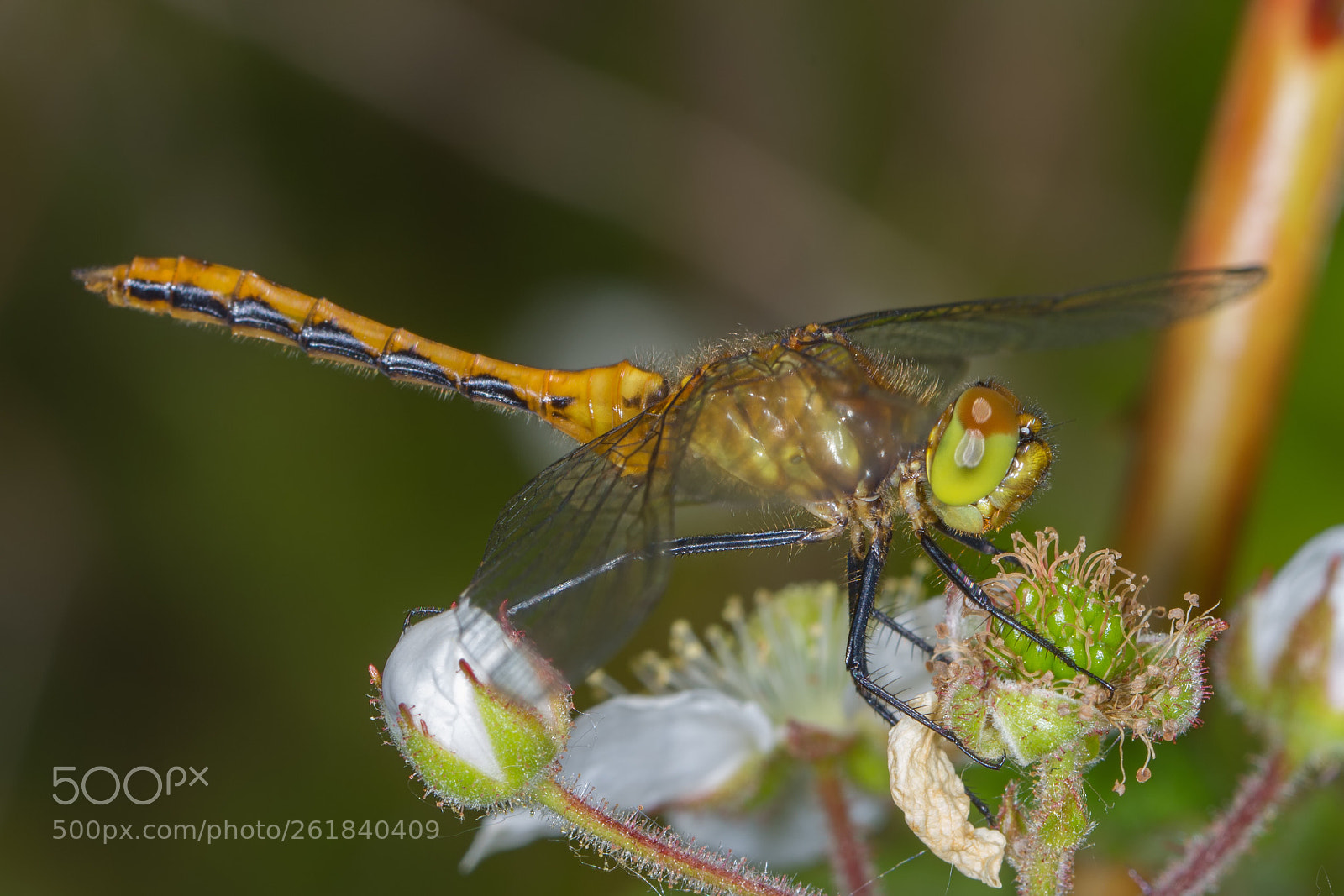 Nikon D7200 sample photo. Meadowhawk on raspberry flower photography