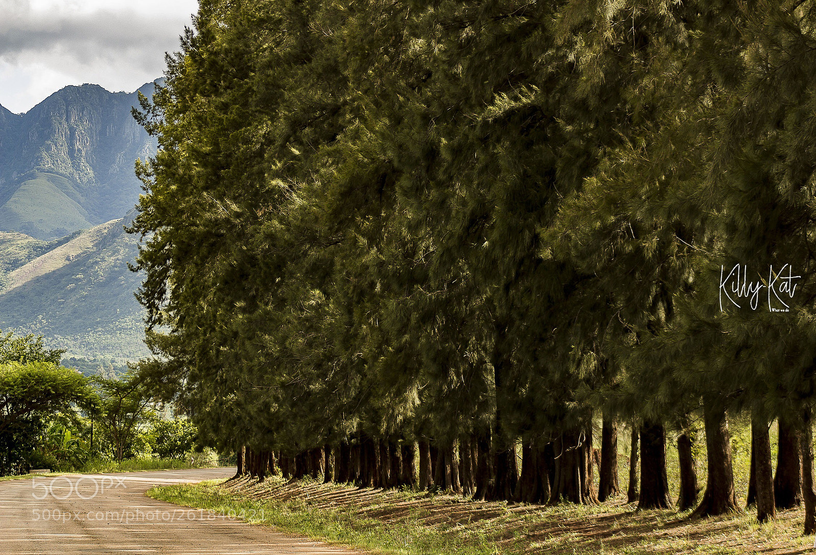 Canon EOS 700D (EOS Rebel T5i / EOS Kiss X7i) sample photo. Trees photography