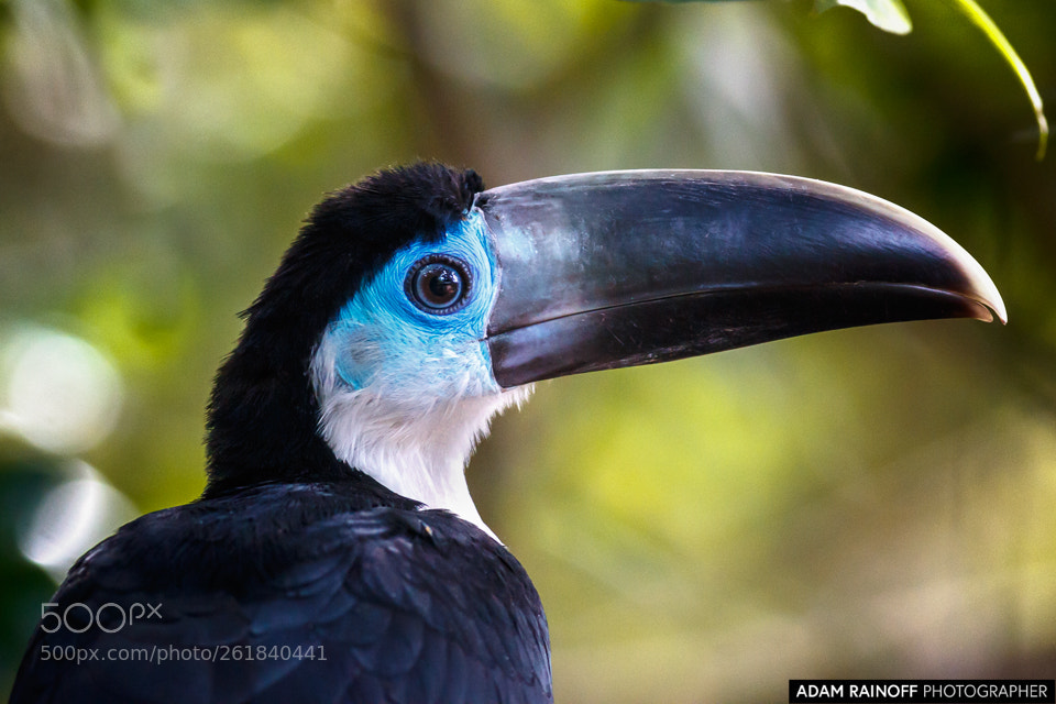Canon EOS 70D sample photo. Immature white throated toucan photography