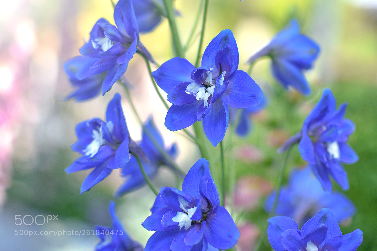 Nikon D5600 sample photo. Delphiniums photography