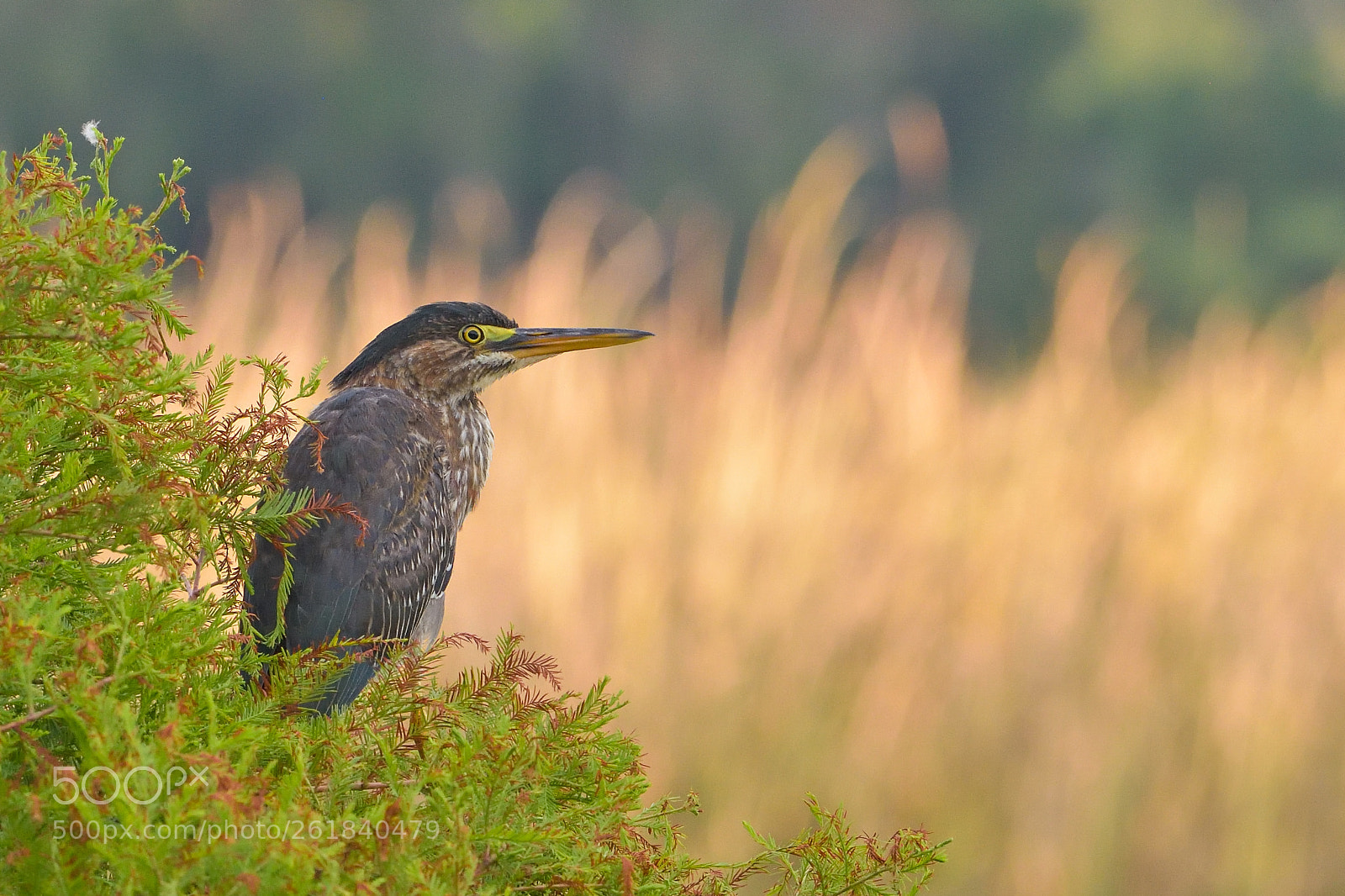 Nikon D7200 sample photo. Young green heron photography
