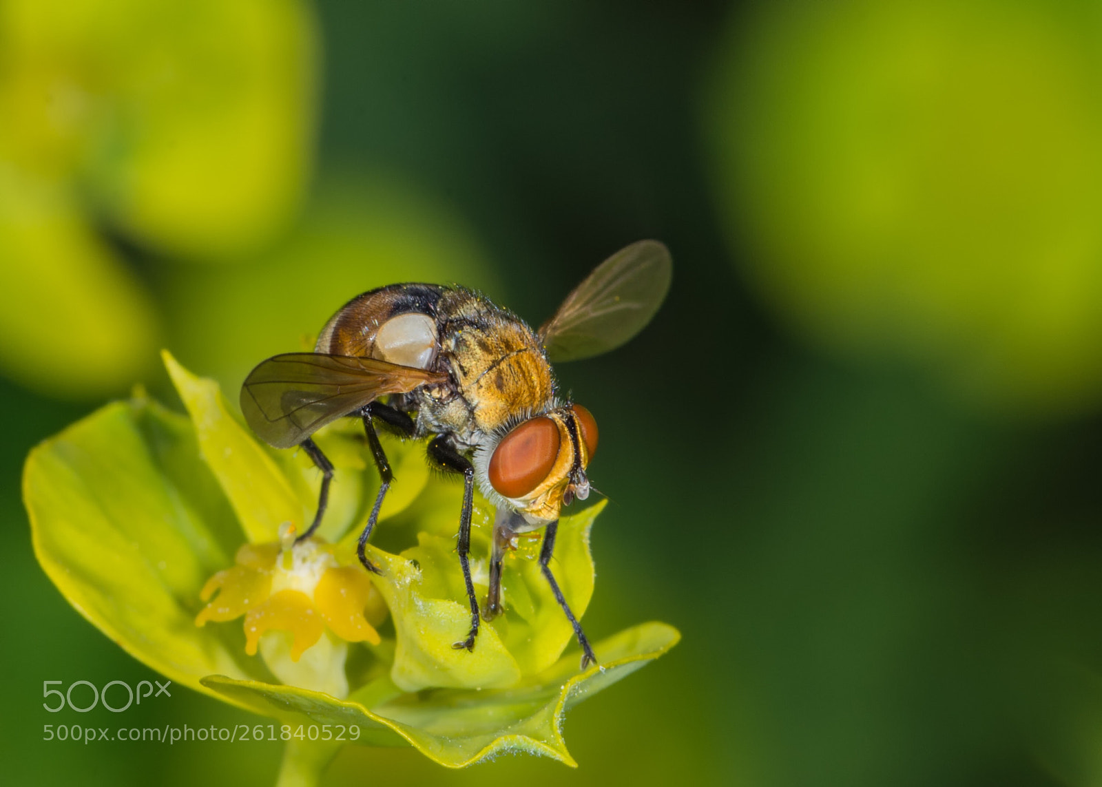 Nikon D7200 sample photo. Fly on spurge photography