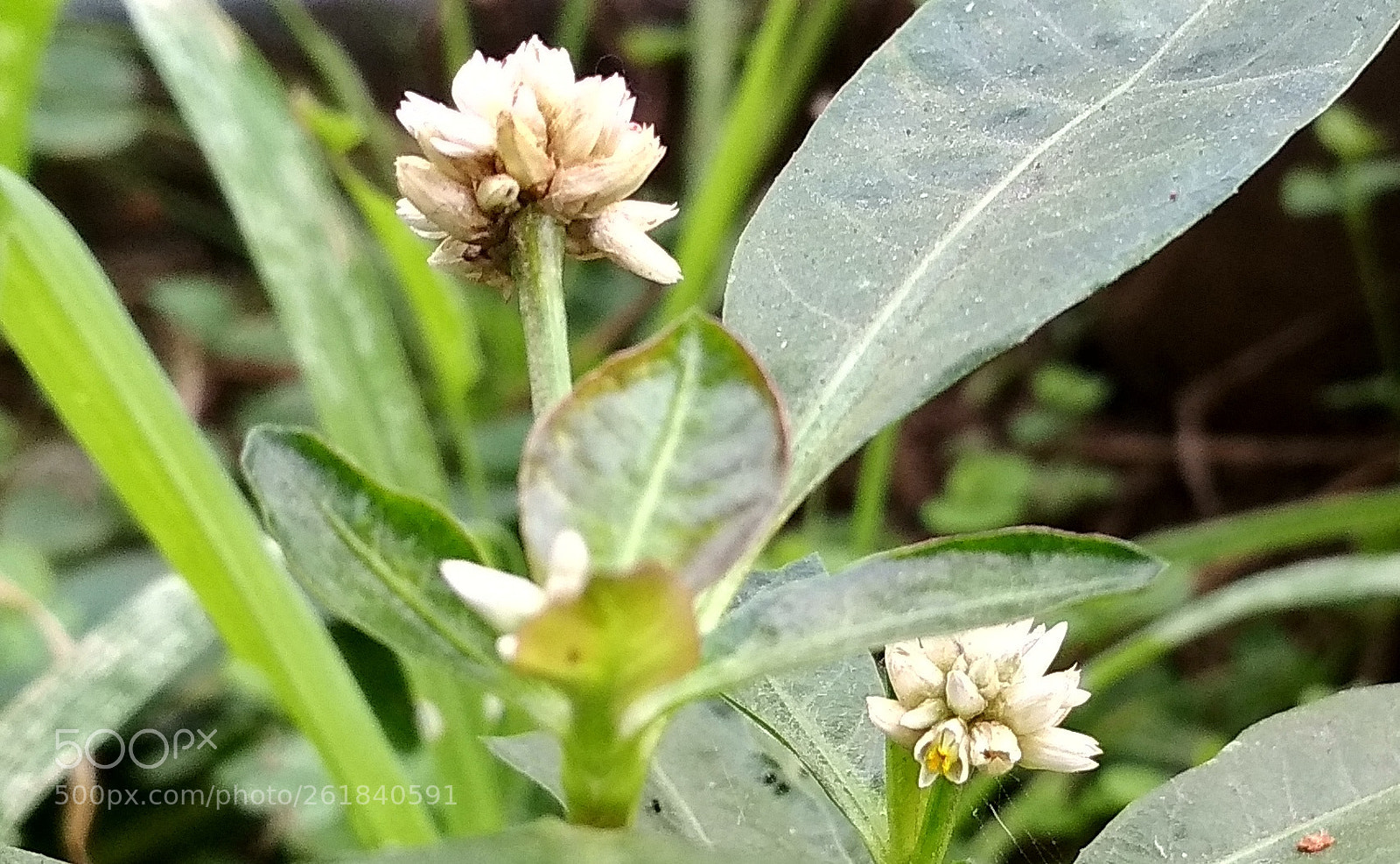 Xiaomi Redmi 4X sample photo. Wild flower photography