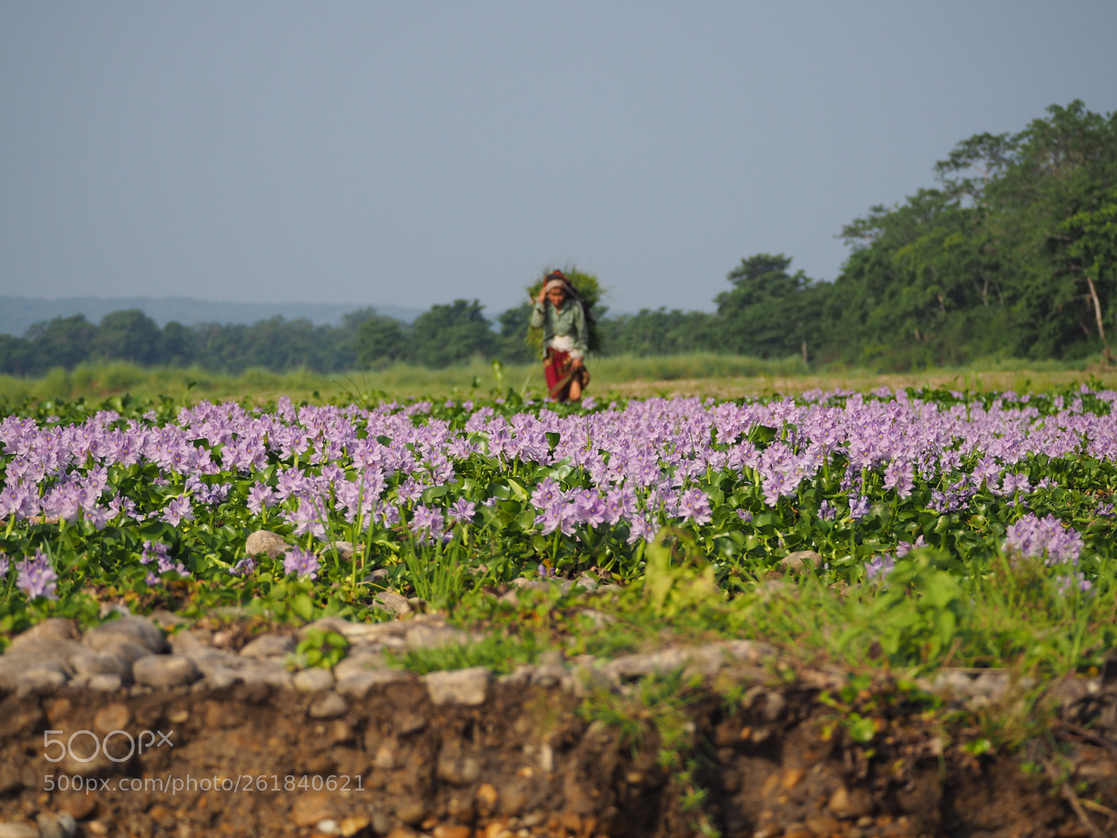 Olympus OM-D E-M10 II sample photo. Nepal - chitwan national photography