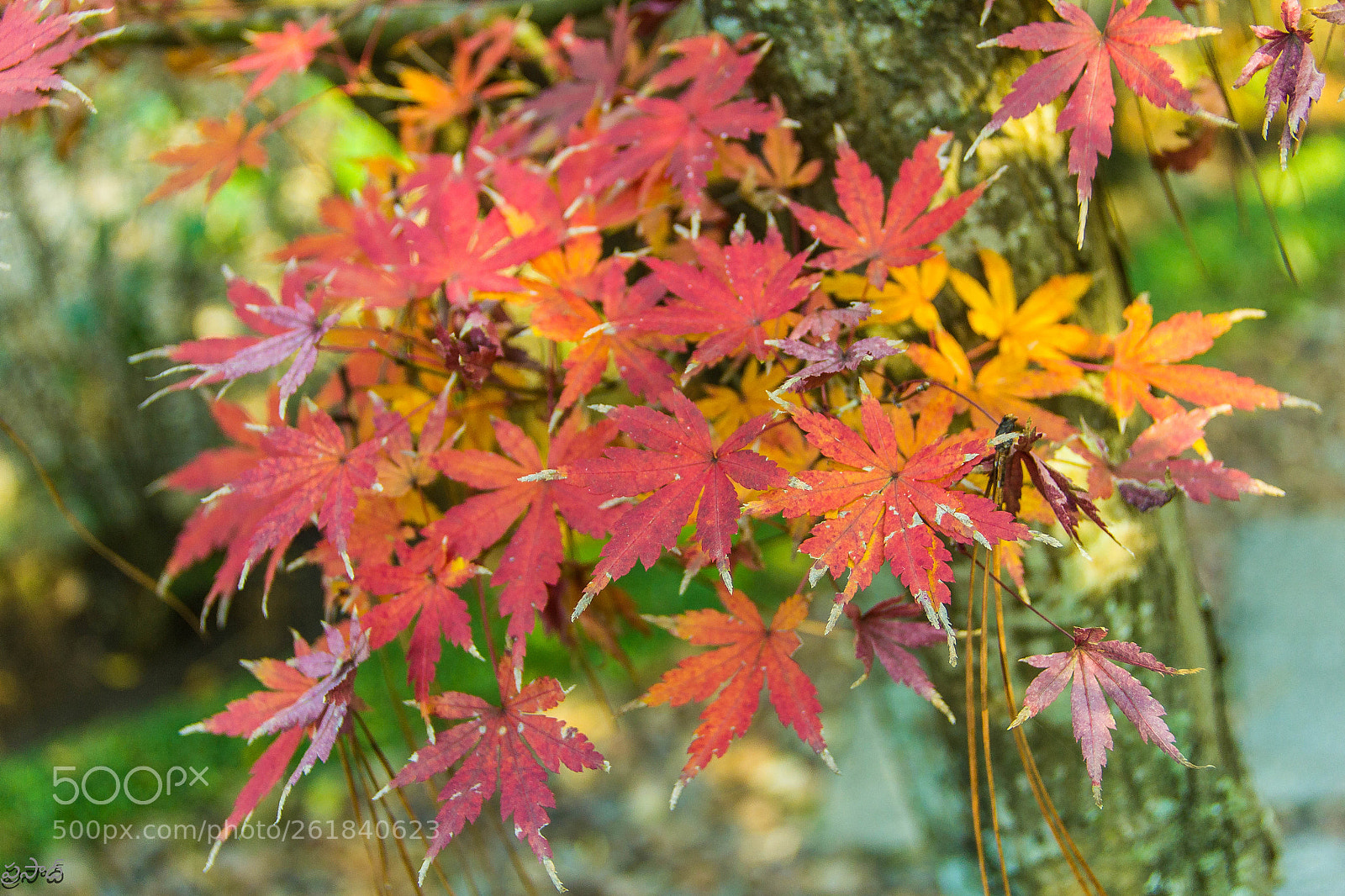 Canon EOS 60D sample photo. Naturecolors photography