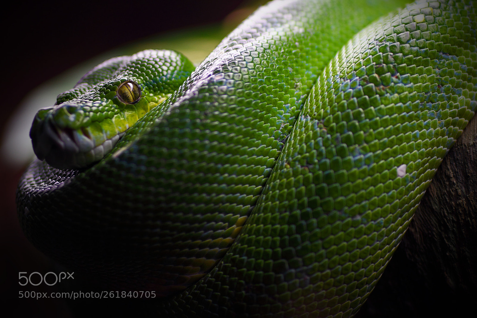 Canon EOS 50D sample photo. Green tree python photography