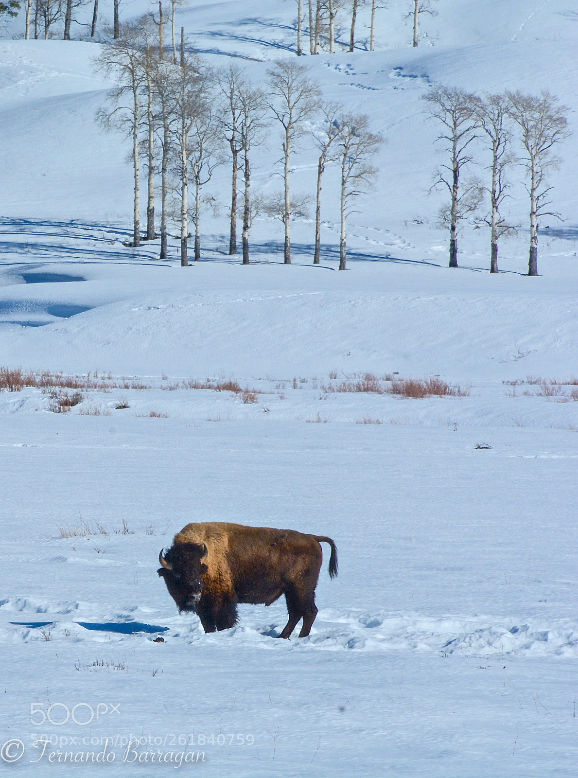 Nikon D7100 sample photo. Bisonte (de ) photography