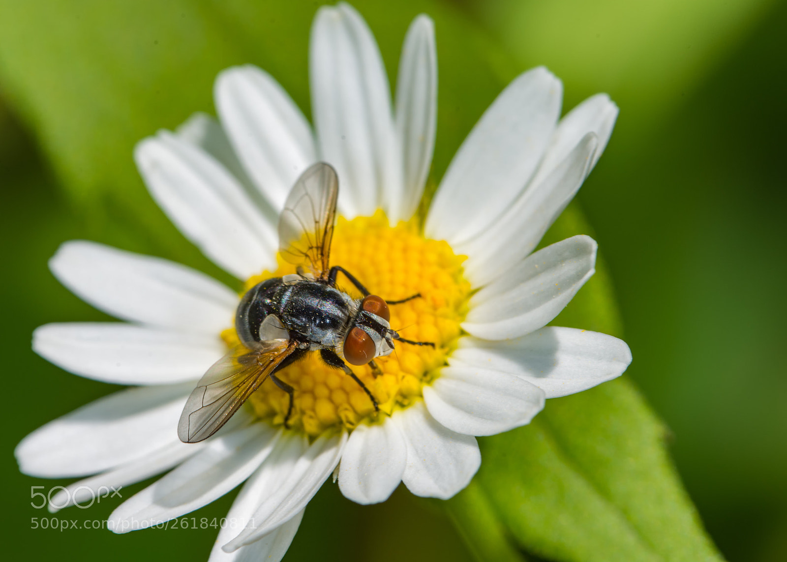 Nikon D7200 sample photo. Fly on a daisy photography
