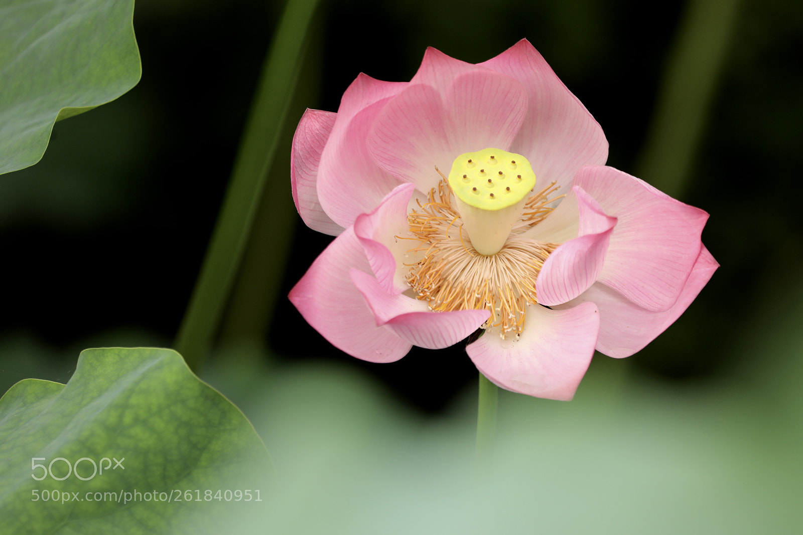 Canon EOS 5D Mark IV sample photo. 青荷盖绿水 芙蓉披红鲜 photography